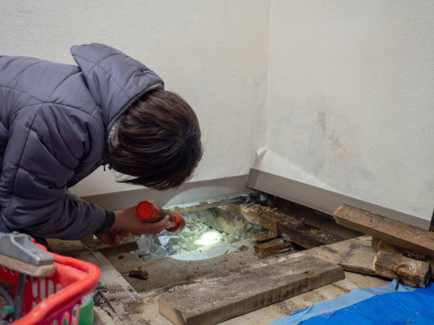Best Black Mold Removal  in Sandusky, OH