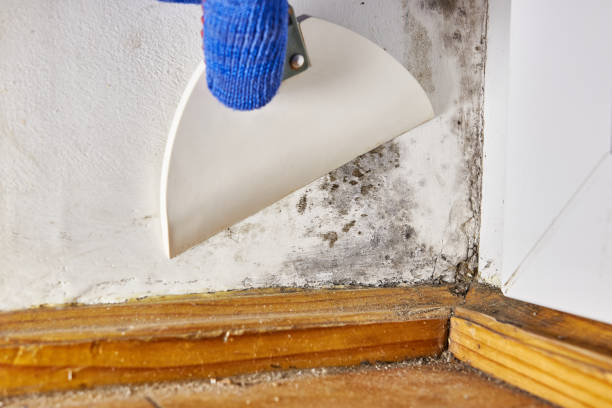 Best Crawl Space Mold Remediation  in Sandusky, OH